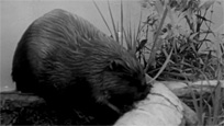 Beaver Family