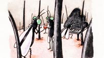 Blackfly