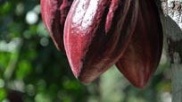 The Chocolate Farmer
