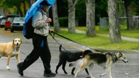 The Dogwalker