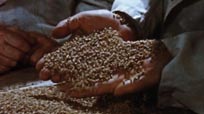 Grain Handling in Canada
