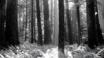 Treasure of the Forest
