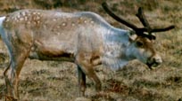 Le Caribou des toundras, Caribou of Northern Canada