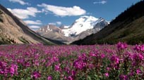 Shining Mountains - Once and Future Wild - DVD