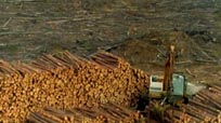 The Forest in Crisis