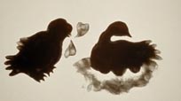The Owl Who Married a Goose: An Eskimo Legend