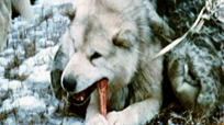 Tuktu and His Eskimo Dogs