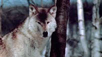 Wolf Pack