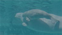 Beluga Baby