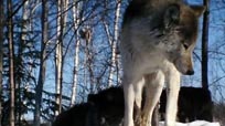 Cry of the Wild