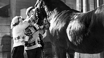 The Pony